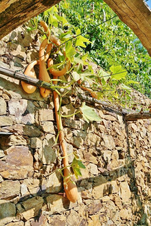 Agriturismo Costamagna Noli Dış mekan fotoğraf